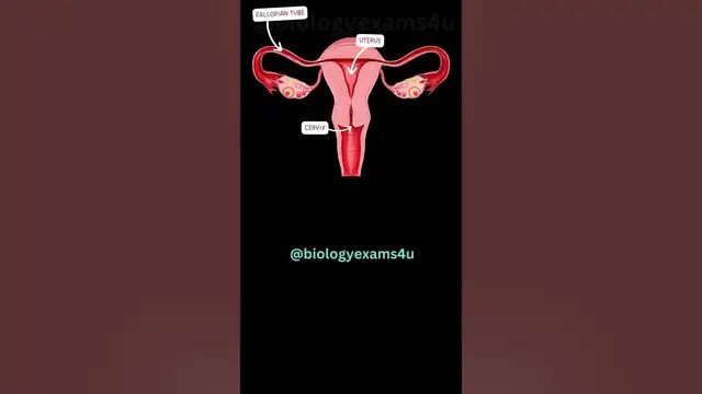 'Video thumbnail for Parts of the Female Reproductive System'