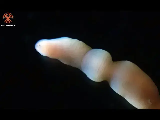 'Video thumbnail for Amphiporus bioculatus'