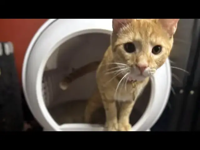 'Video thumbnail for One Month With the PetSafe SmartSpin ScoopFree Automatic Litterbox: Review'