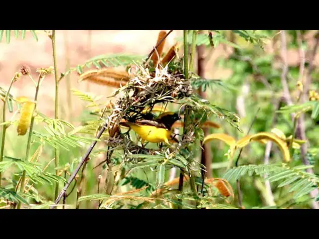 'Video thumbnail for Cute of golden bird get grass to making nest'