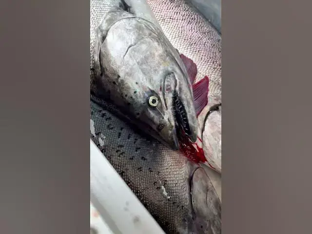 'Video thumbnail for More Westport chinook for your timeline! We found em south 46.49-50 ish today.'