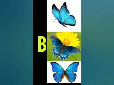 'Video thumbnail for B'