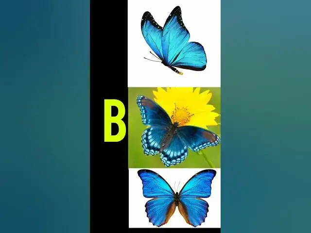 'Video thumbnail for B'