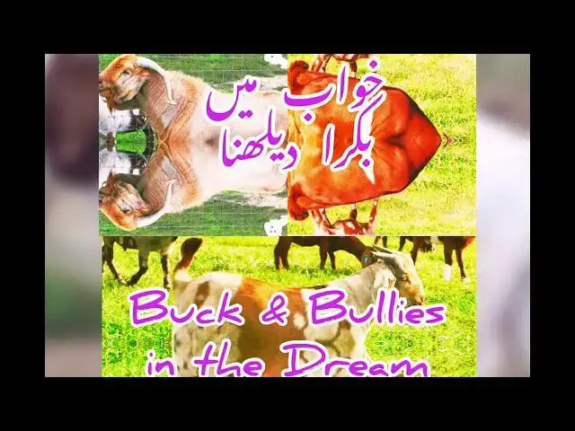 'Video thumbnail for Bakra ko Khawab main daikhna'