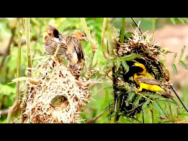 'Video thumbnail for Babies golden bird out on nest, try fly from nest'