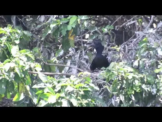 'Video thumbnail for The nest black bird momy care babie on nest'
