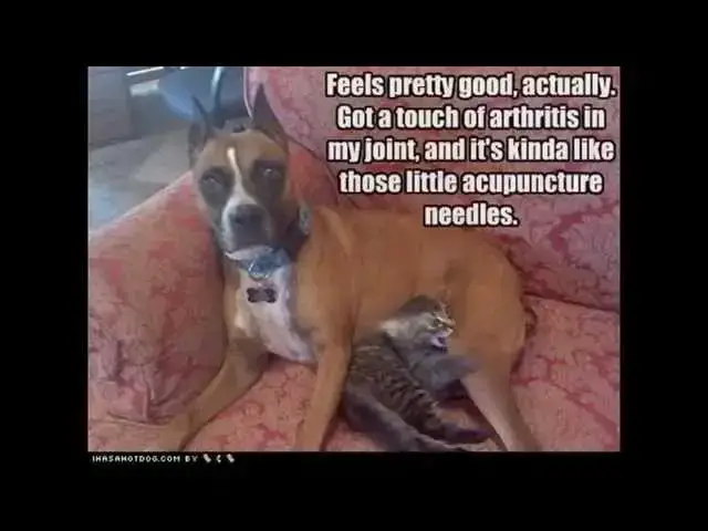 'Video thumbnail for Most Funniest Dogs in This World 2015'