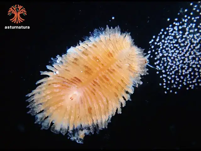 'Video thumbnail for Spinther oniscoides'
