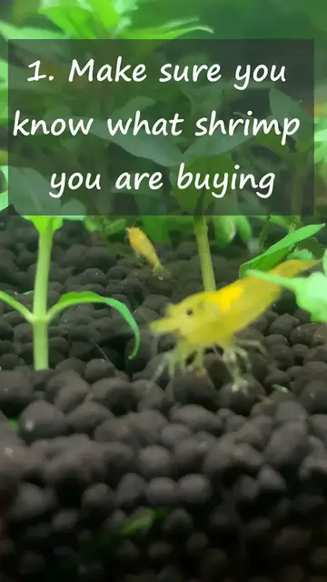 'Video thumbnail for 5 Tips BEFORE You Buy New Shrimp #shorts #redcherryshrimp #cherryshrimp'