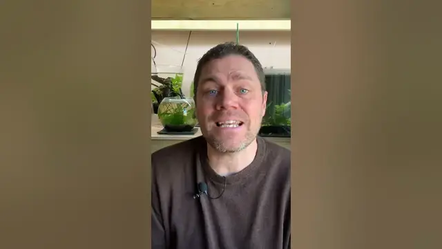 'Video thumbnail for 4 Reasons You Should Grow JAVA MOSS in EVERY Aquarium You Have #redcherryshrimp #cherryshrimp'