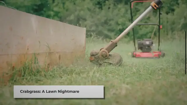 'Video thumbnail for How to Control Crabgrass in St. Augustine Lawns'