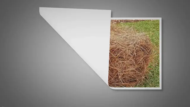 'Video thumbnail for Using Pine Straw For Dog Bedding: Learn Benefits & Drawbacks'