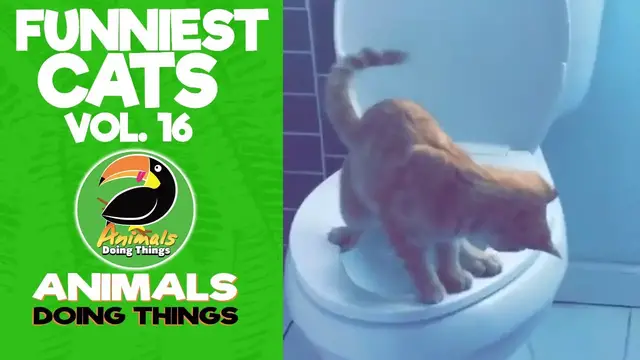'Video thumbnail for Funny Cats Vol. 16 | Animals Doing Things'