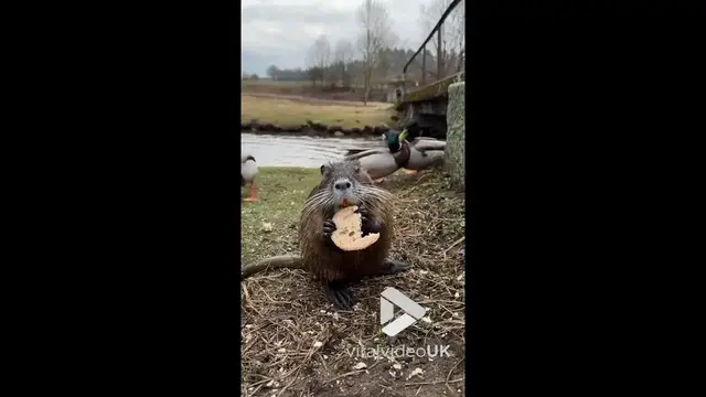 'Video thumbnail for VV4935 Nutria and ducks share food'