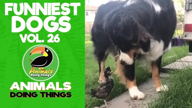 'Video thumbnail for Funny Dogs Vol. 26 | Animals Doing Things'
