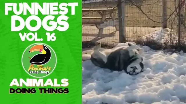'Video thumbnail for Funny Dogs Vol. 16 | Animals Doing Things'
