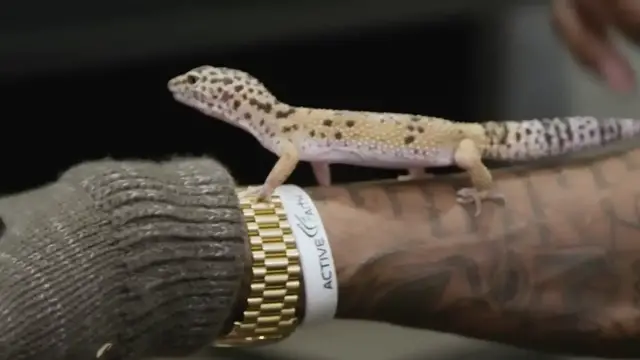 'Video thumbnail for How Robert Covington Became The NBA’s Steve Irwin'