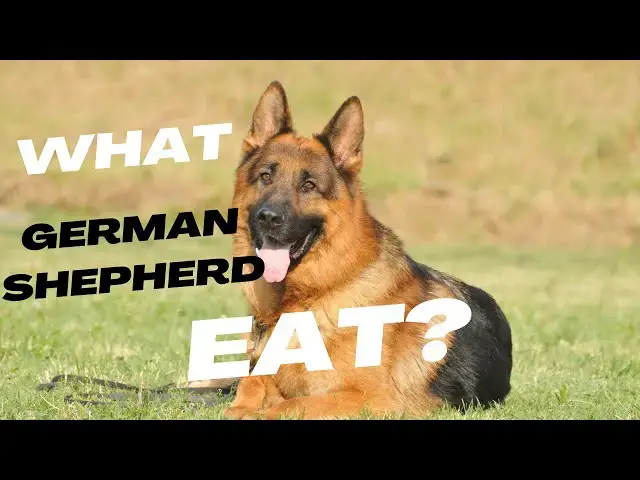 'Video thumbnail for What German Shepherd eat?'