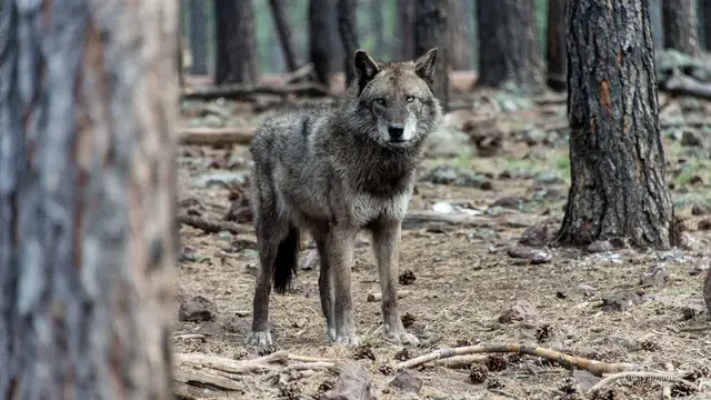 'Video thumbnail for Endangered wolves thrive in California, but residents are raising concerns'