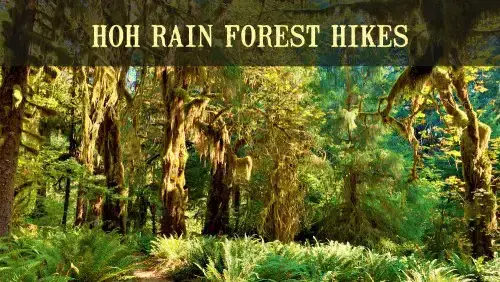 'Video thumbnail for 5 Best Hoh Rainforest Hikes'