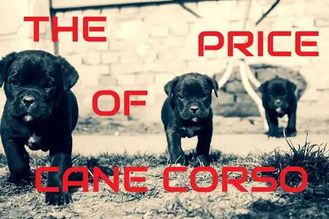 'Video thumbnail for Cane Corso Price - Random Animal Picks'