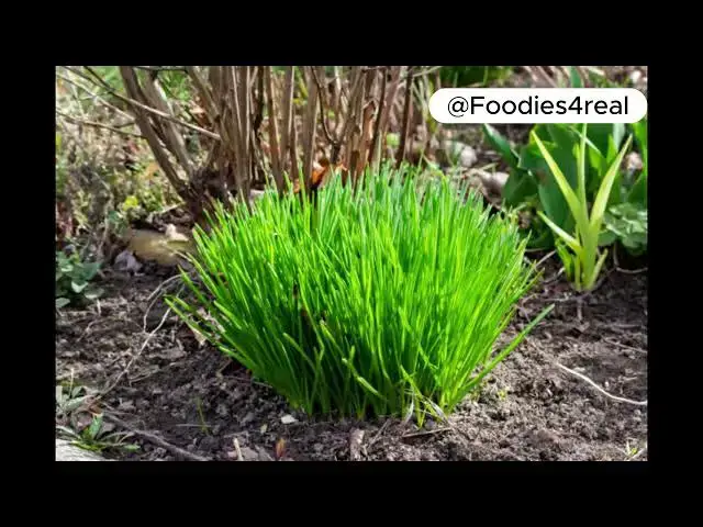 'Video thumbnail for Chives: The Mild Herb with Major Heart-Healthy Benefits'
