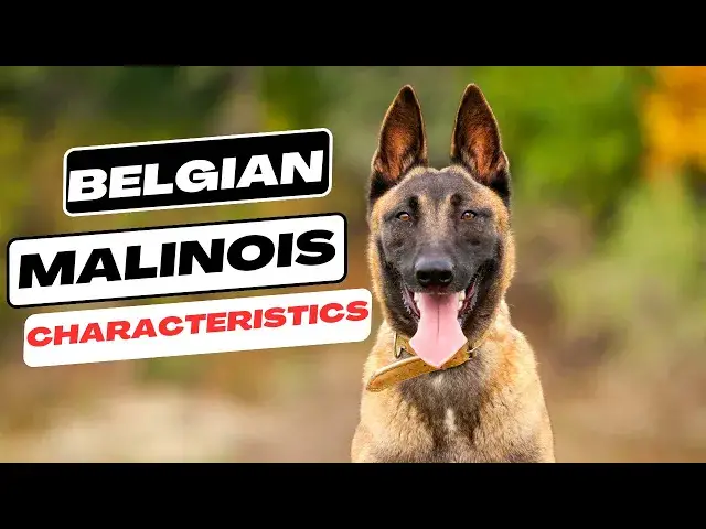 'Video thumbnail for Belgian Malinois Characteristics'