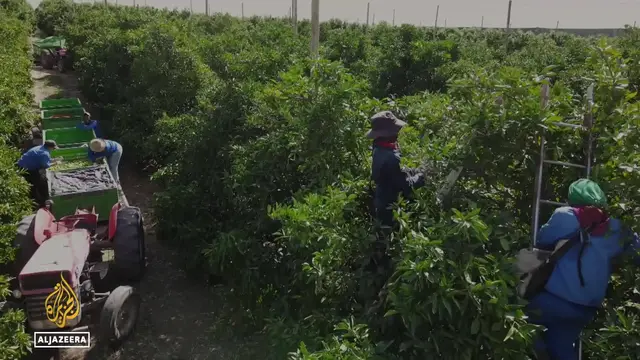 'Video thumbnail for South Africa farmers: Fruit growers struggling to save jobs'
