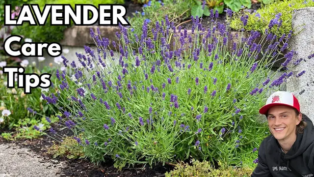 'Video thumbnail for LAVENDER - How to Grow Bushy Plants with Lots of Flowers - Growing Instructions'