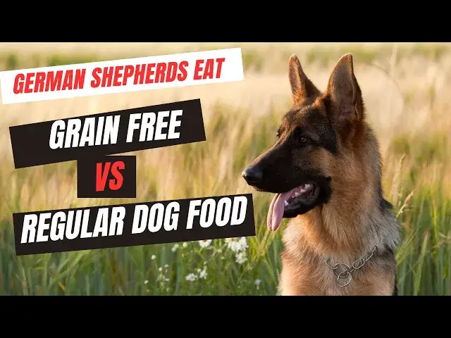 'Video thumbnail for Grain Free vs. Regular Dog Food: What's Best for a German Shepherd Puppy?'