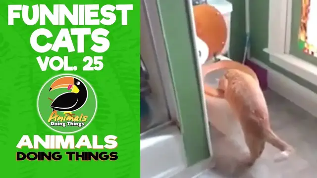 'Video thumbnail for Funny Cats Compilation Vol. 25 | Animals Doing Things'
