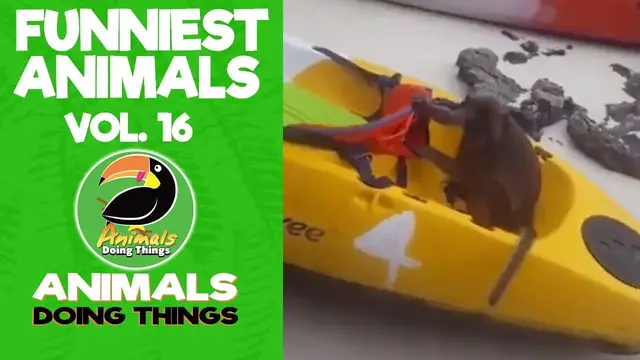 'Video thumbnail for Funny Animals Vol. 16 | Animals Doing Things'