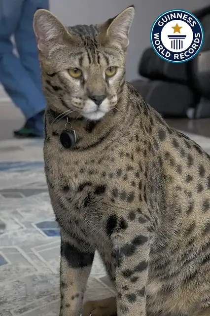 'Video thumbnail for Will Powers, Life with record-breaking cats'