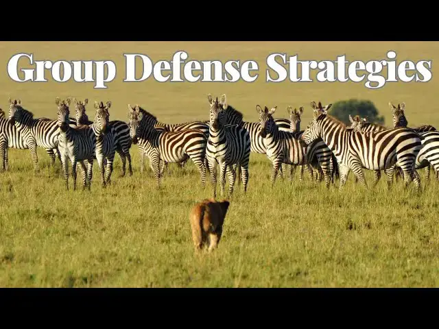 'Video thumbnail for ANIMALS Use POWERFUL Tactics To Ward Off Predators'