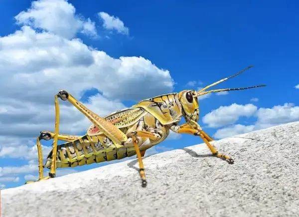 'Video thumbnail for Grasshoppers'