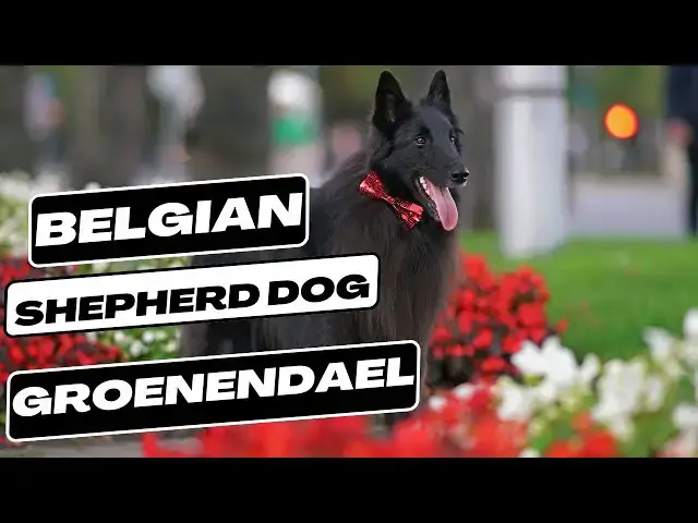 'Video thumbnail for Belgian Shepherd Dog Groenendael'