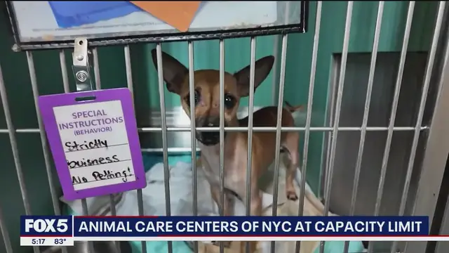 'Video thumbnail for Animal Care Centers crisis: "completely out of space"'