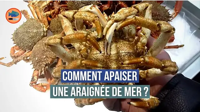 'Video thumbnail for Comment calmer une araignée pour la cuire ? (Instantanée)'