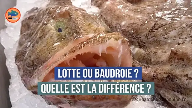 'Video thumbnail for Quelle est la différence entre la Baudroie et la Lotte ? (Commune et Rousse)'