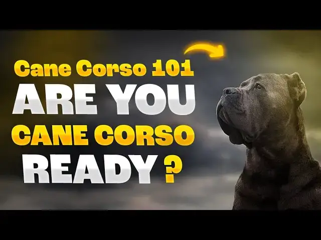 'Video thumbnail for Cane Corso 101: Is the CANE CORSO Right for You? #canecorso'