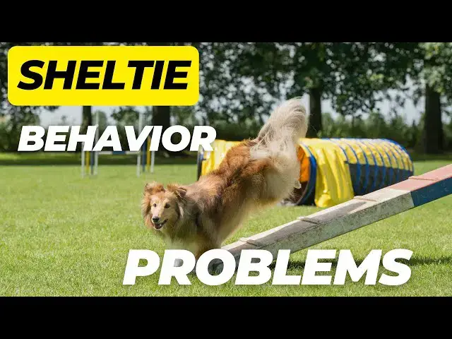 'Video thumbnail for Sheltie Behavior Problems'