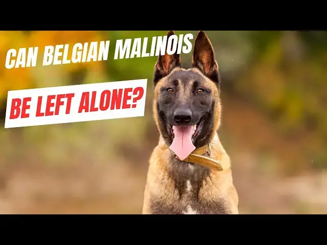 'Video thumbnail for belgian alone'