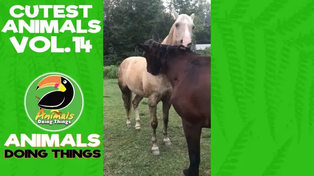 'Video thumbnail for Funny Animals Vol. 14 | Animals Doing Things'