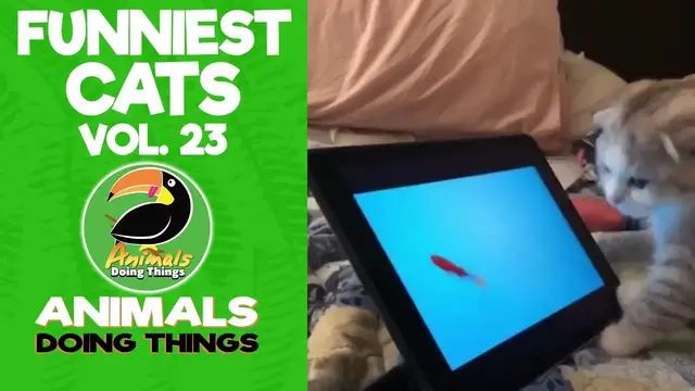 'Video thumbnail for Funny Cats Vol. 23 | Animals Doing Things'