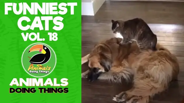 'Video thumbnail for Funny Cats Vol. 18 | Animals Doing Things'