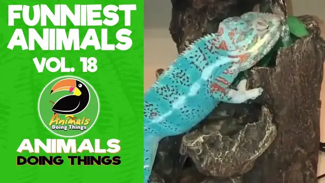 'Video thumbnail for Funny Animals Vol. 18 | Animals Doing Things'
