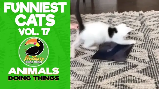 'Video thumbnail for Funny Cats Vol. 17 | Animals Doing Things'