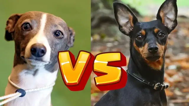 'Video thumbnail for Italian Greyhounds vs. Miniature Pinschers: Which Small Dog Is Right for You?'