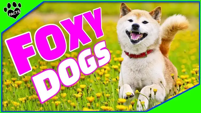 'Video thumbnail for 7 Fox-Like Dog Breeds: Discover Your Canine Doppelgänger!'