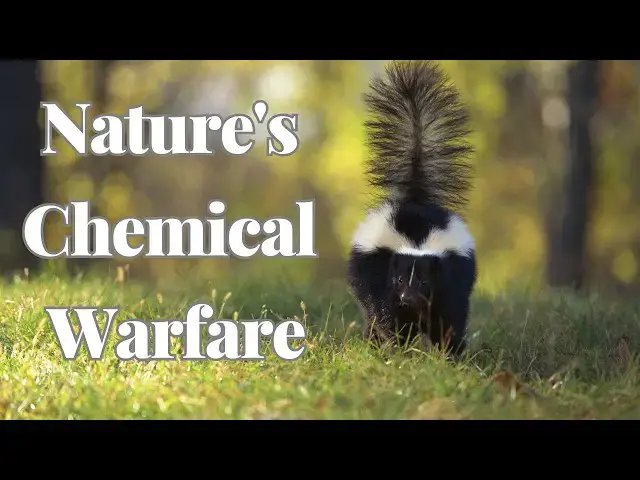 'Video thumbnail for Nature's Chemical Warfare: 5 Animals with Powerful Defensive Odors'